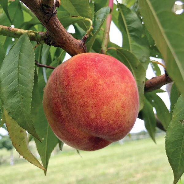 Peach : CONTENDER