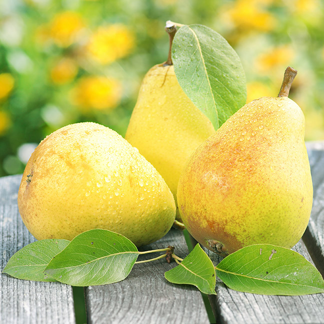 European Pear : CLAPPS FAVORITE
