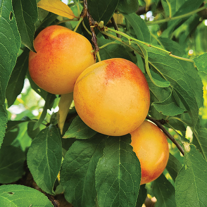 Japanese Plum : EARLY GOLDEN