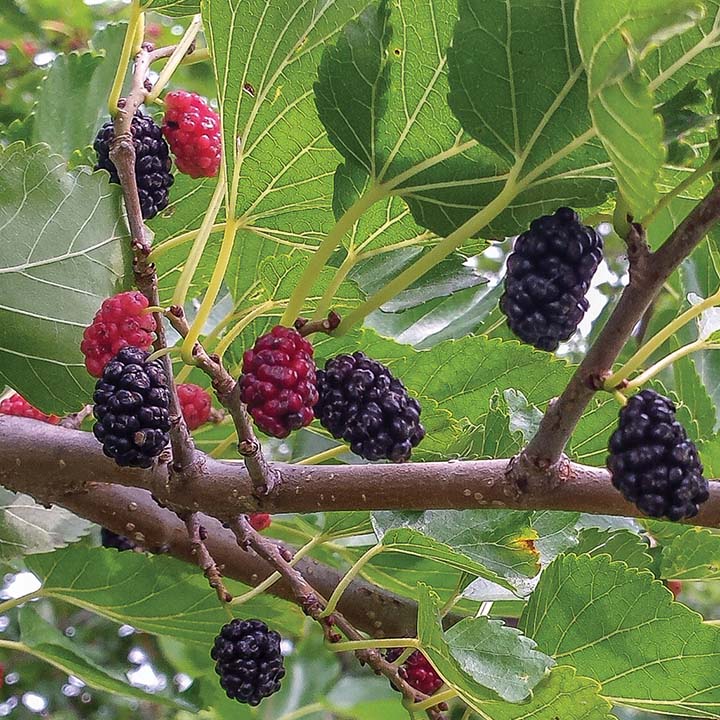 Mulberry : TRADER
