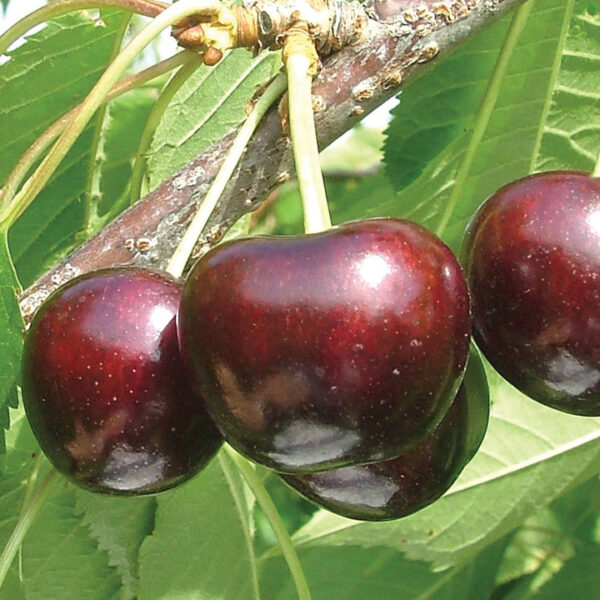 Sweet Cherry : EBONYPEARL®