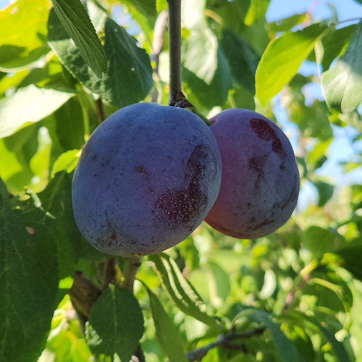 European Plum : YAKIMA