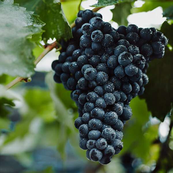 Seeded Grape :  BLUEBELL