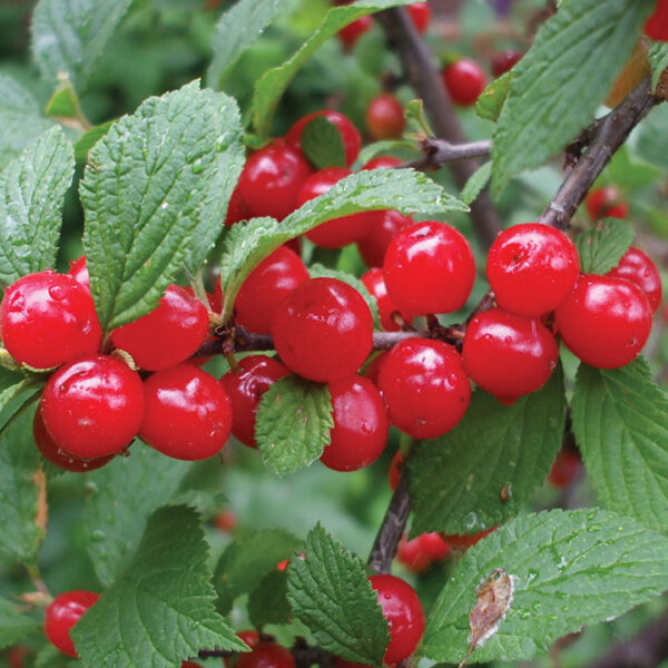 Shrub Cherry : NANKING