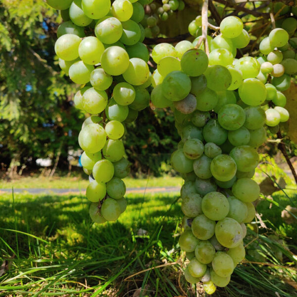 Seeded Grape : BRIANNA