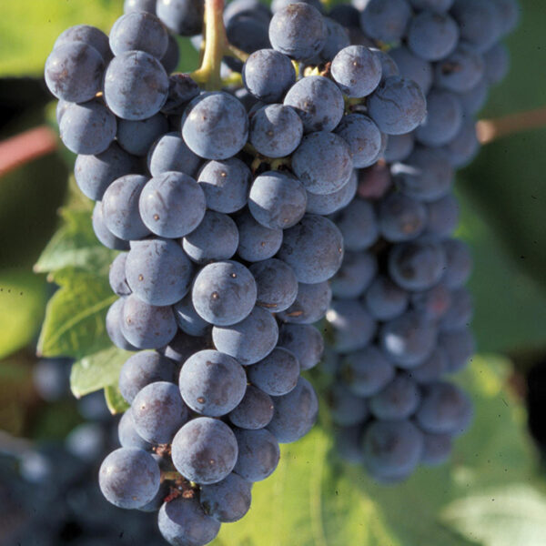 Seeded Grape : MARQUETTE