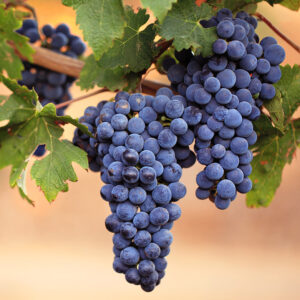 MARS SEEDLESS GRAPE - 2 year old vine