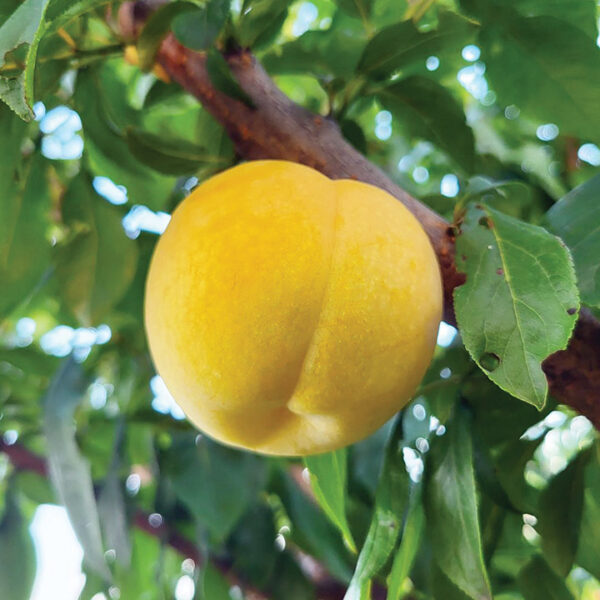 Pluot : FLAVOR QUEEN®