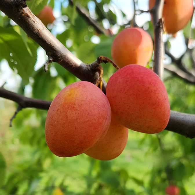 American Hybrid Plum : SOUTH DAKOTA