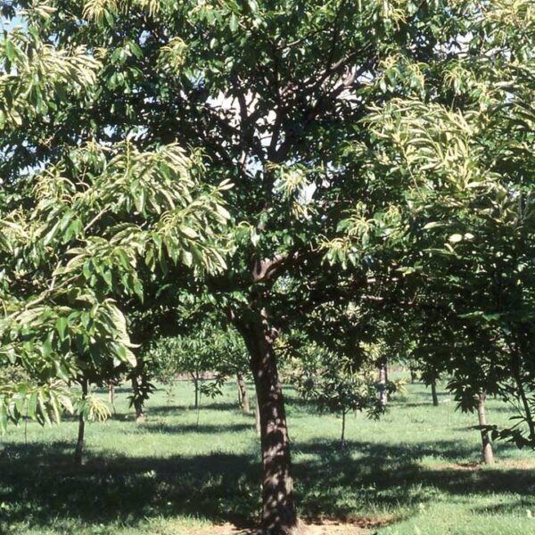 Nut : CHESTNUT Chinese/American Hybrid