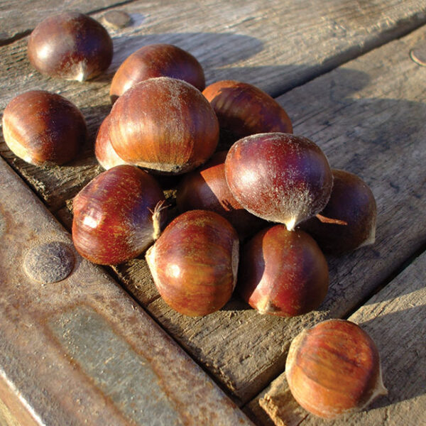 Nut : CHESTNUT Chinese/American Hybrid - Image 2