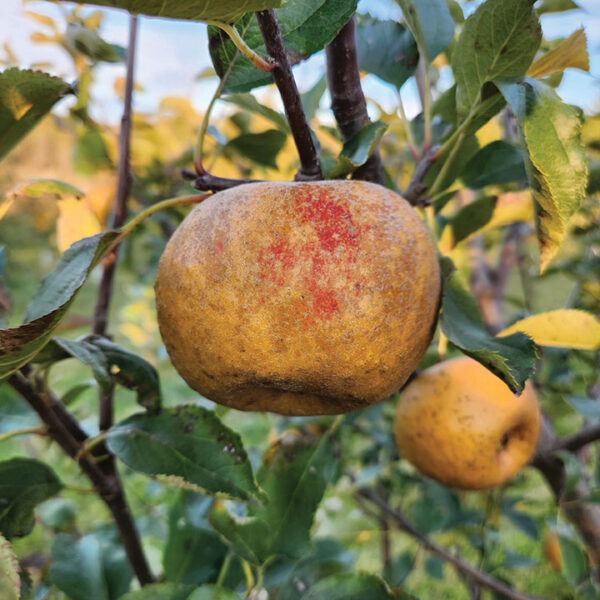 Apple : ASHMEADS KERNAL