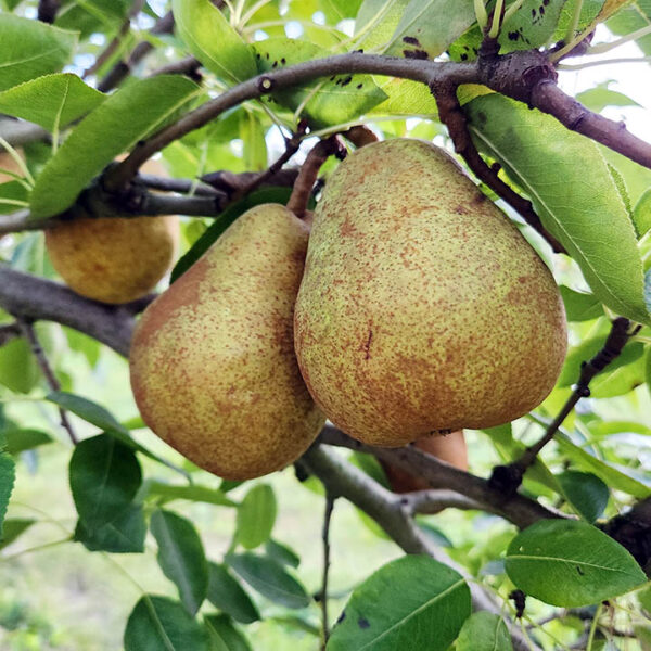 European Pear : POTOMAC