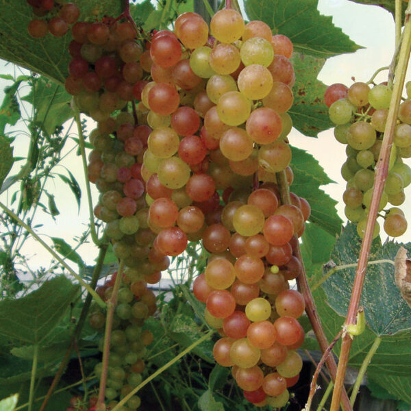 Seedless Grape :  SOMERSET