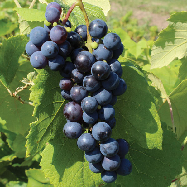 Seedless Grape : TROLLHAUGEN