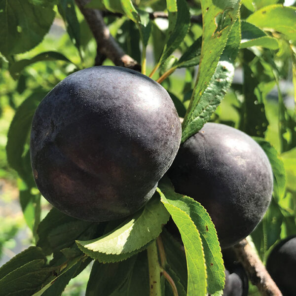 Plumcot : SPRING SATIN