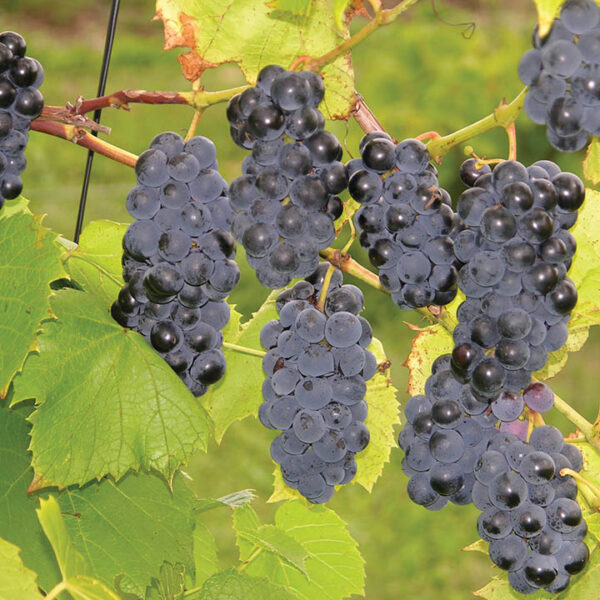 Seeded Grape : VALIANT