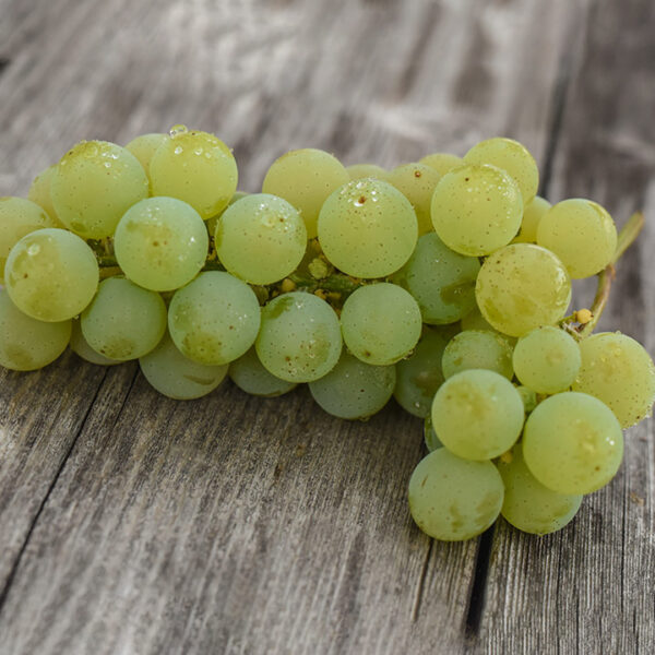 Seeded Grape : TANGO