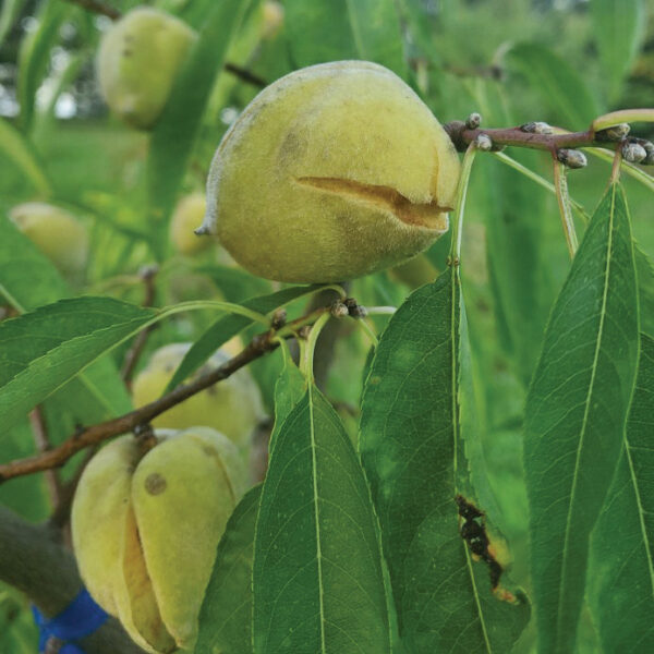 Almond : JAVID'S IRANIAN
