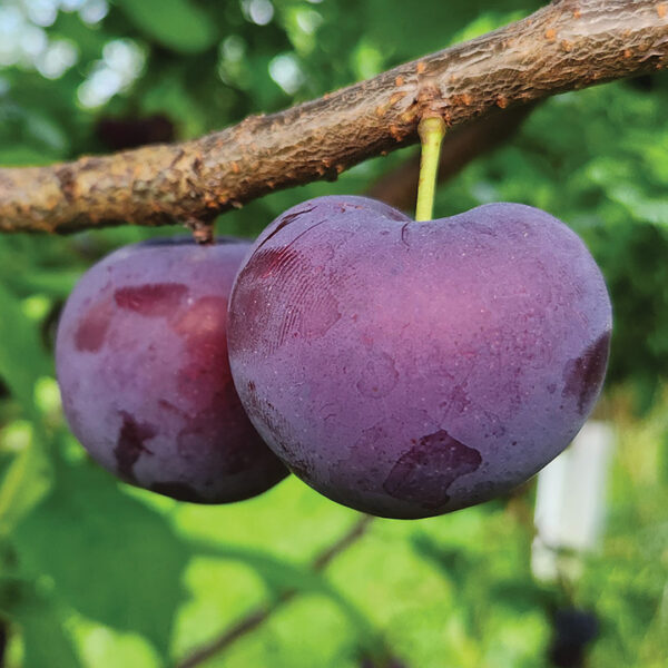 Plum X Sweet Cherry : NADIA