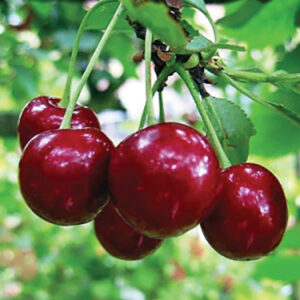 Shrub Cherry : ROSE - 15-30cm (6-12")