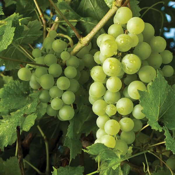 Seedless Grape :  HIMROD