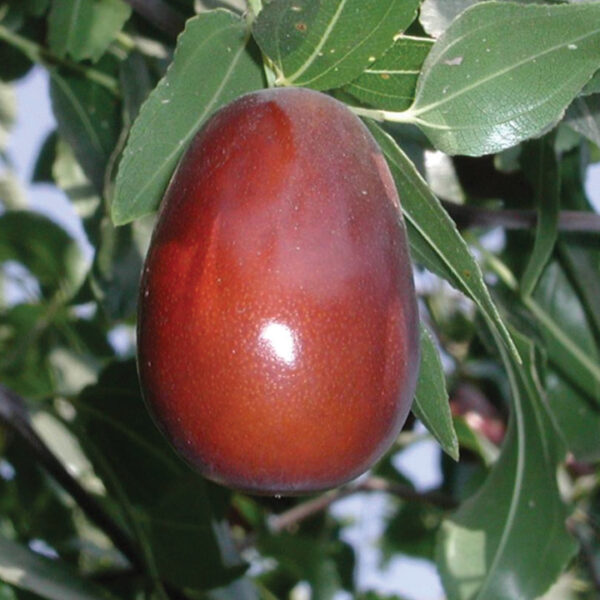 Jujube : LANG