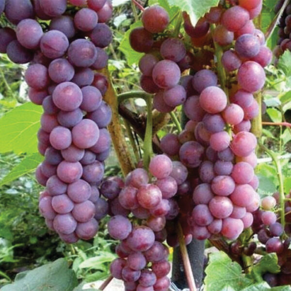 Seeded Grape :  SWENSON RED