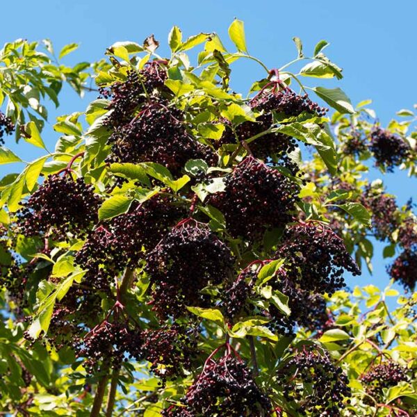 Elderberry : KORSOR