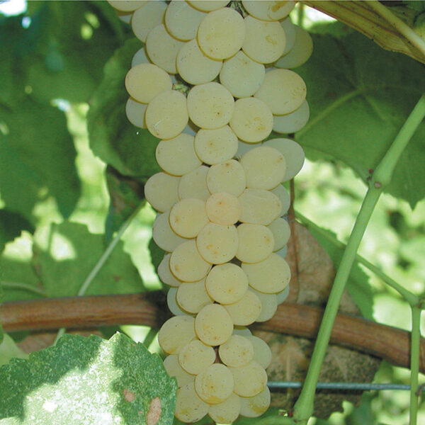 Seeded Grape : OSCEOLA MUSCAT