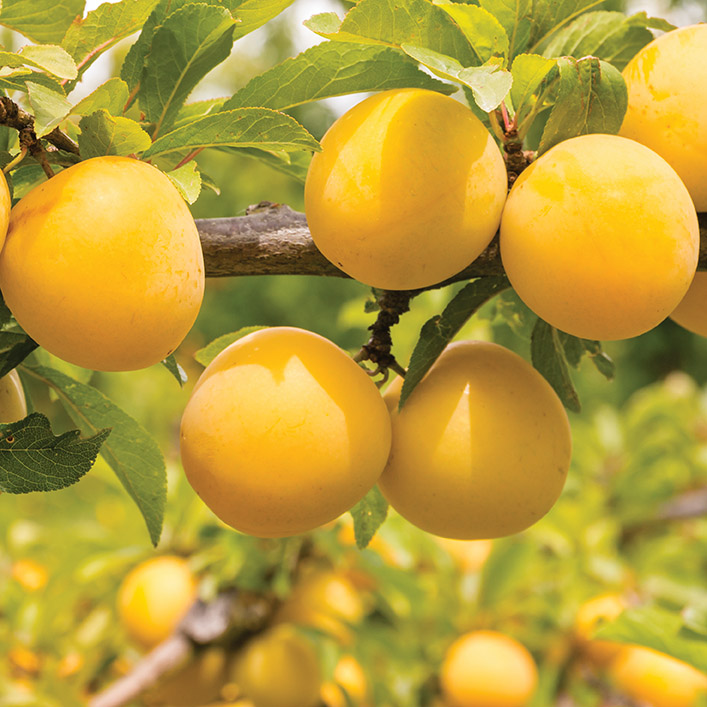 Japanese Plum : SHIRO