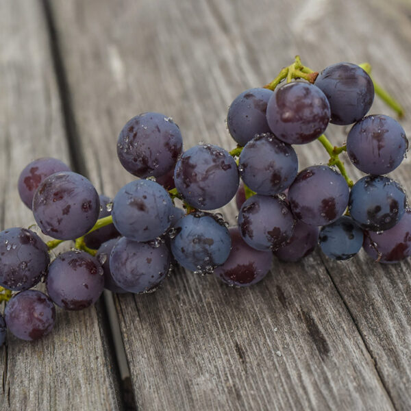 Seeded Grape : NEW YORK MUSCAT