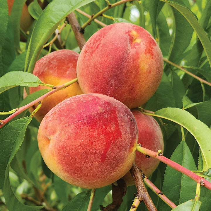Peach : REDSTAR