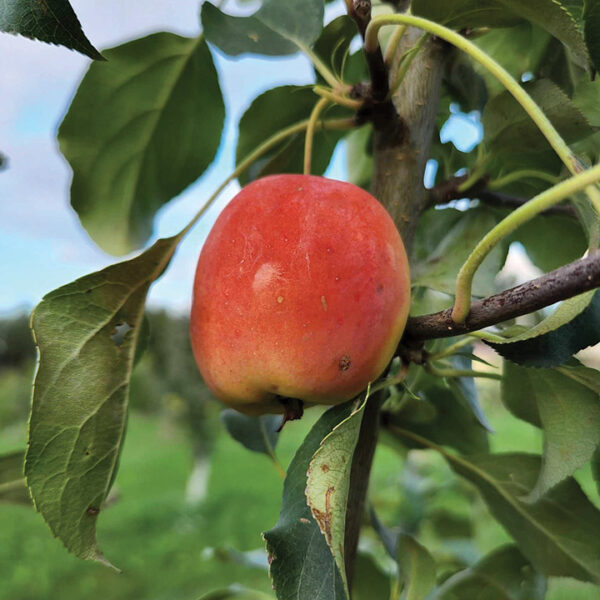 Edible Crabapple : TRAILMAN
