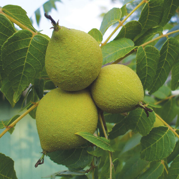 Nut : BLACK WALNUT