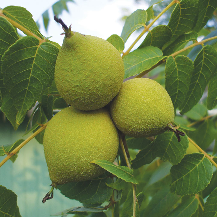 Nut : BLACK WALNUT