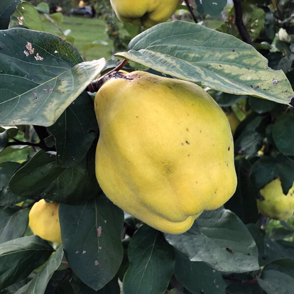Quince :  GIANT OF ZAGREB