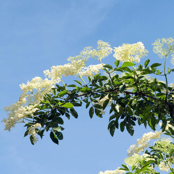 Elderberry : HASCHBERG