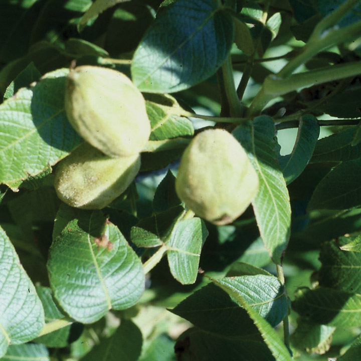 Nut : BUTTERNUT