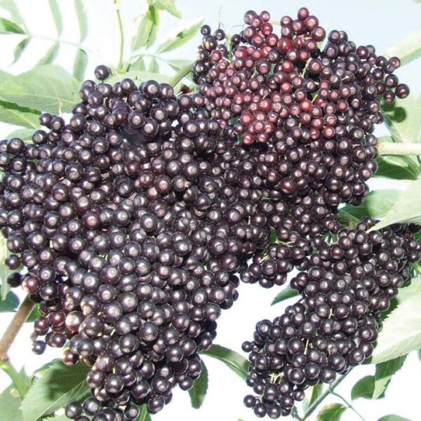 Elderberry : BOB GORDON