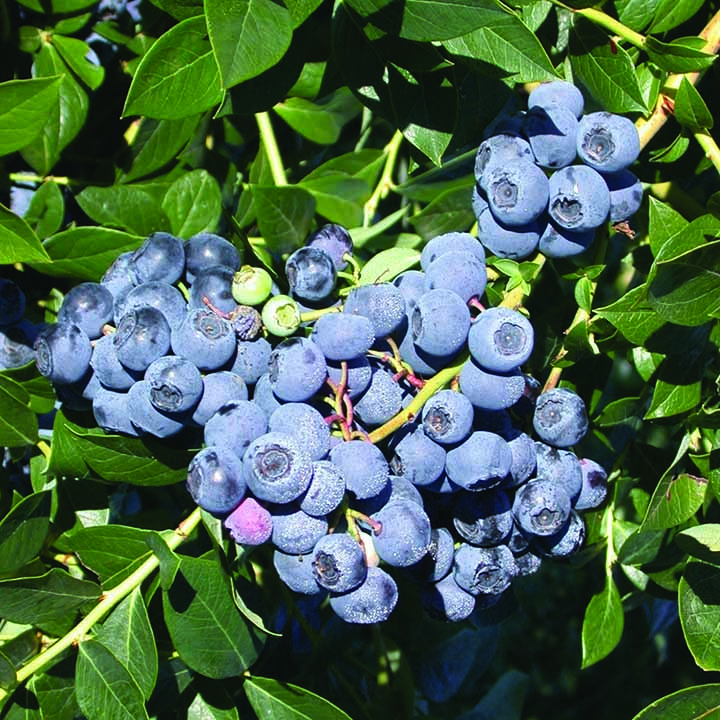 High Bush Blueberry : REKA