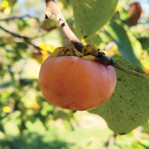 Persimmon : PRAIRIE STAR - 30-60cm (1-2') 1 gallon pot, First