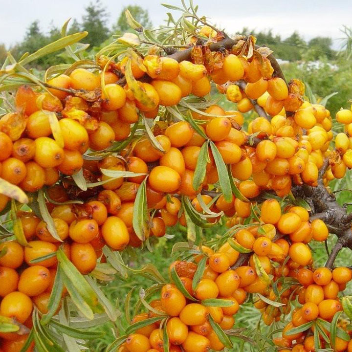 Sea Buckthorn : SEEDLING