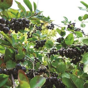 Aronia Berry : VIKING - 30-45cm (12-18")