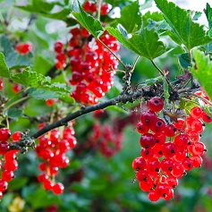 Red Currant : JONKHEER VAN TETS 60-90cm (24-36")