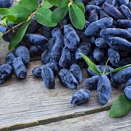 Haskap : TUNDRA 30-45cm   (12-18") plant  4" pot