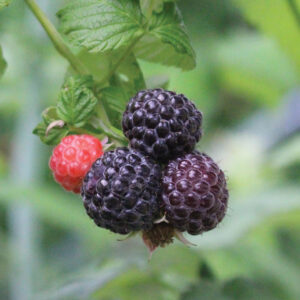 Thornless Raspberry Black : SHEKINAH TAHI  (Summer Bearing) - tissue culture plugs