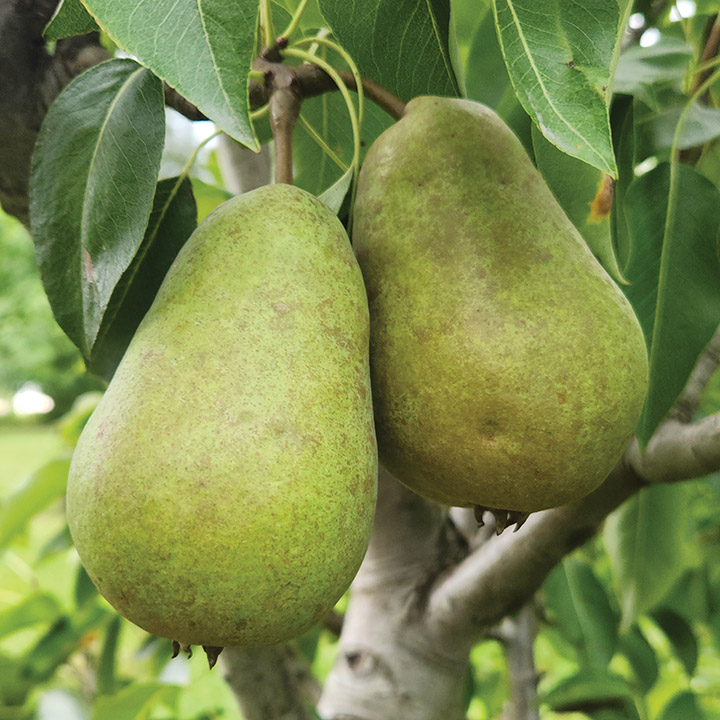 European Pear : HARROW DELIGHT