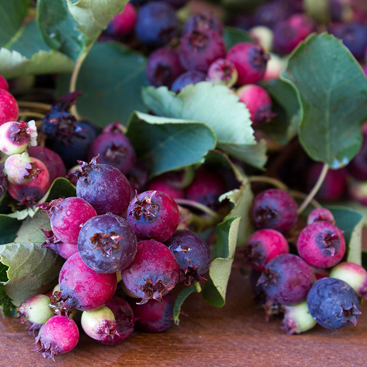 Saskatoon Berry : MARTIN