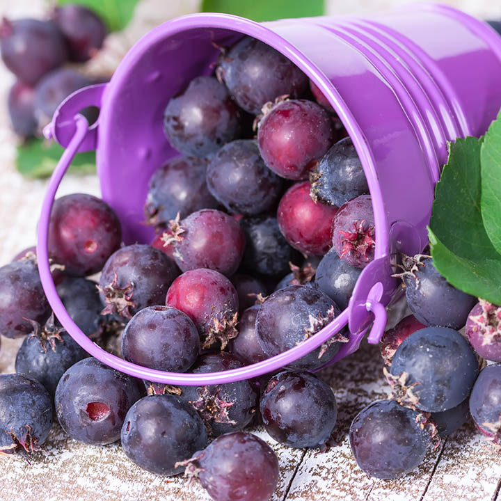 Saskatoon Berry : NORTHLINE